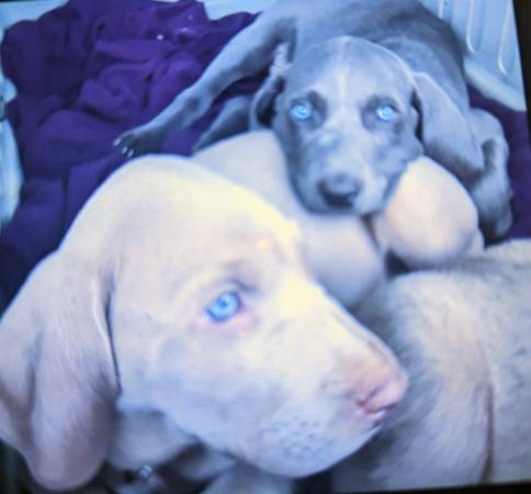 Weimaraner puppies ready now