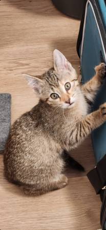 Bengal/siamese mix kitten