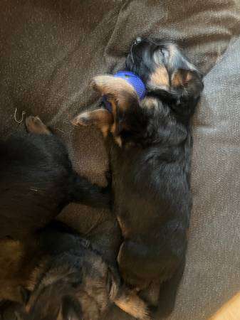 AKC registered German Shepherd Puppies