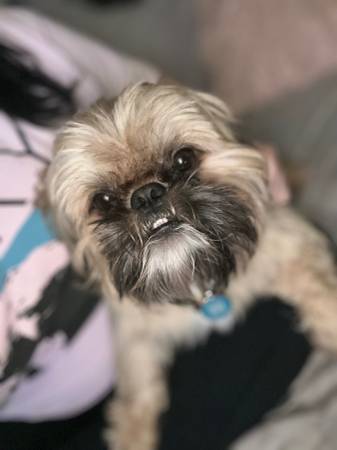 ISO Shih Tzu (please stop flagging this doesn’t break any rules)