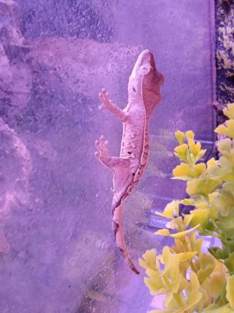 Crested geckos