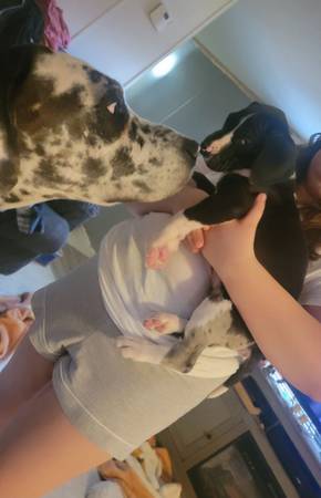 great dane puppies