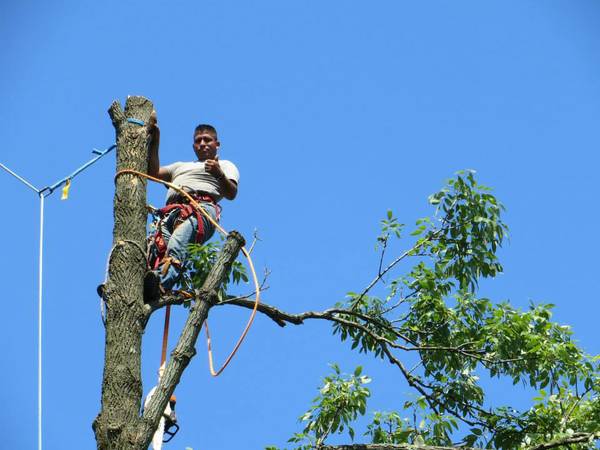 ??TREE CUTTING & LANDSCAPING SERVICE BY PEREZ??