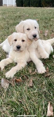 golden doodles