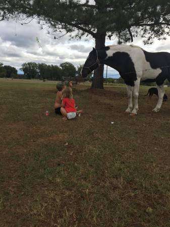 Registered Missouri Foxtrotter