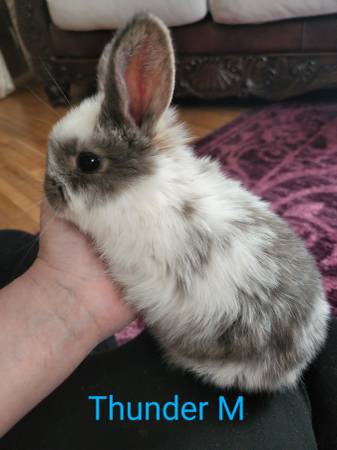 Holland Lop bunnies New Litter! Ready Now!