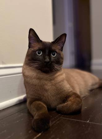 Siamese/Ragdoll