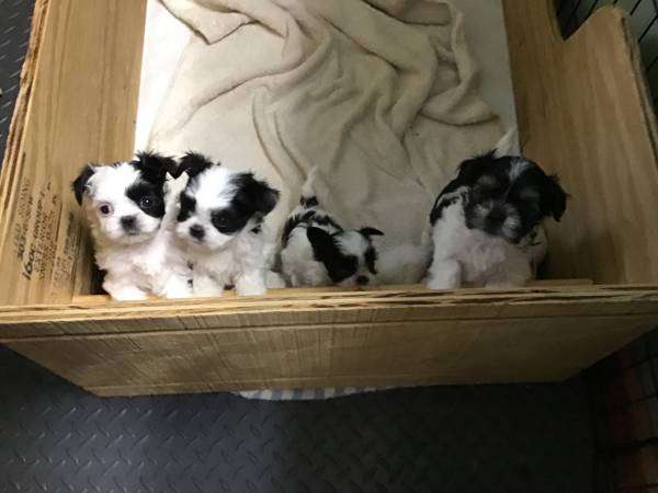 Small Puppies