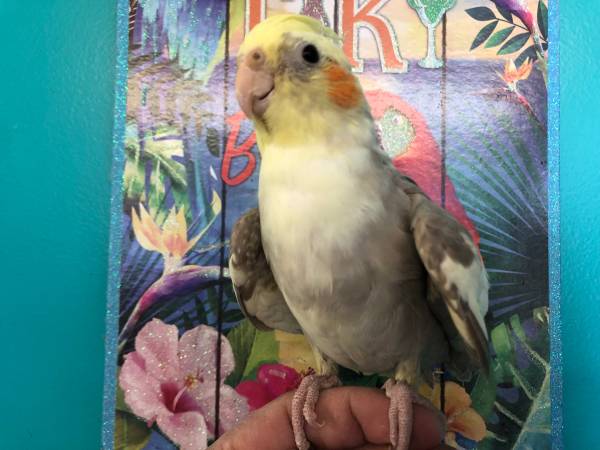 Friendly Budgies and Cockatiels