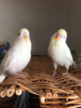 Bonded Pair of Keets