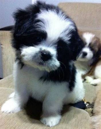 shih tzu puppies, dog