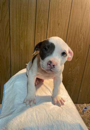 american bully puppies