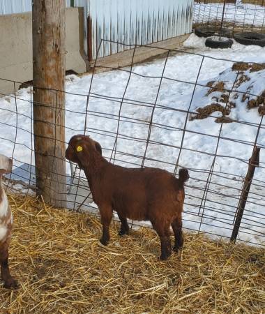 Commercial Boer Goat Doelings