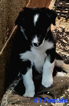 ABCA Reg Border Collie puppy