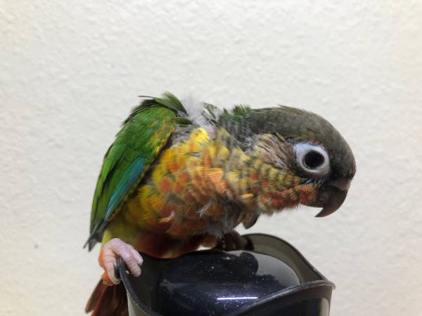 Yellow Side conure