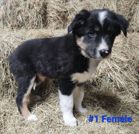 ABCA Reg Border Collie puppy