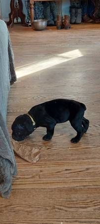 Cane Corso puppies