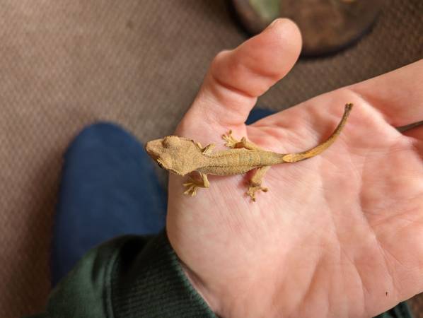 Crested Gecko Hatchlings