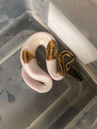 Pied python