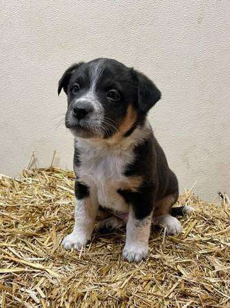 Border heeler