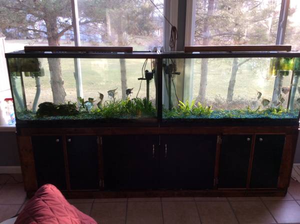 (2) 60 gallon aquarium