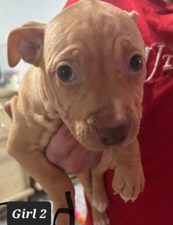 American rednosdPitt bull puppies