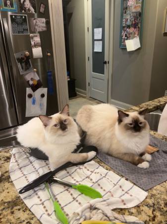 2 ragdoll cats needing rehoming