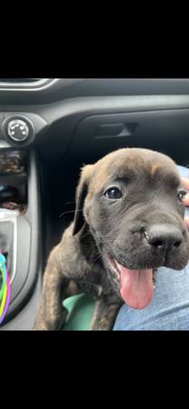 English Mastiff