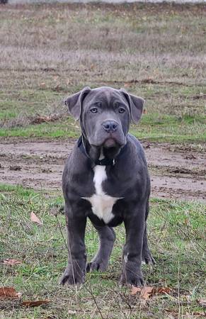 American bully