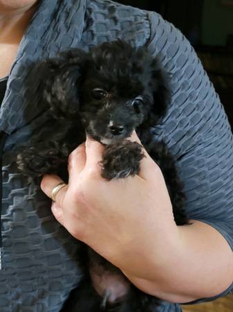 2 toy poodle puppies