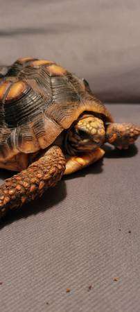 Red foot tortoise