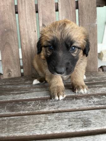 Saint Bernard/German Shepherd Puppies