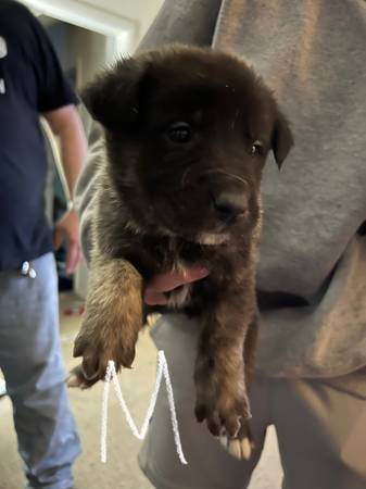 german shephard pit mix pups