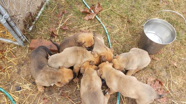 german shepherd/ boxers puppies 6 weeks old