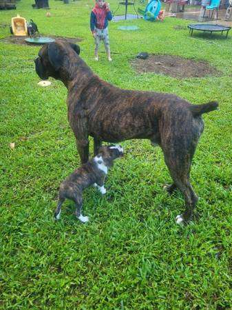 Boxer Puppies