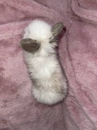 Perfect Valentines gift lionhead bunnies