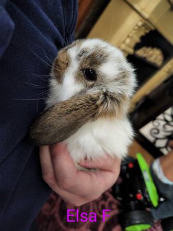 Holland Lop bunnies New Litter! Ready Now!