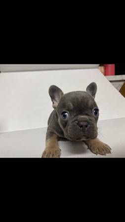 french bulldog pups