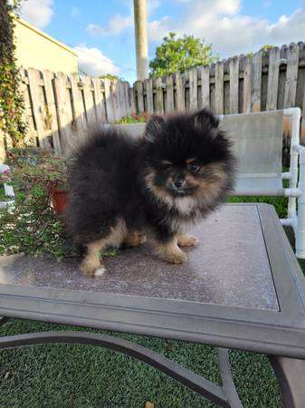 Pomeranian puppy