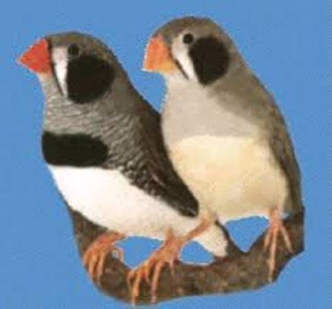 Black Cheek Zebra Finches