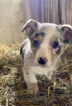 Corgi puppies