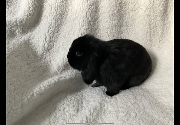 Holland Lop – $30