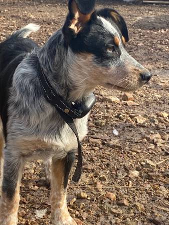 Female Puppy Cattle Dog