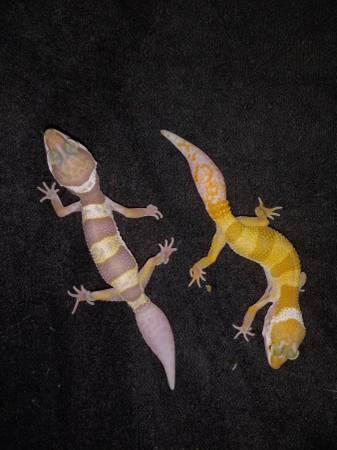 Juvenile Leopard Geckos