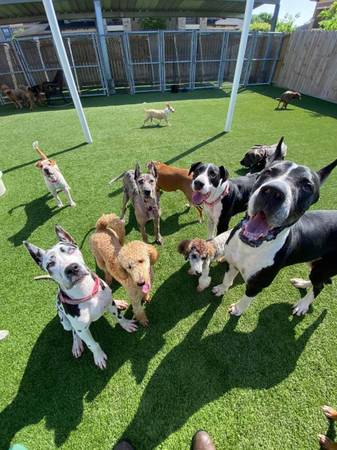 great dane puppies