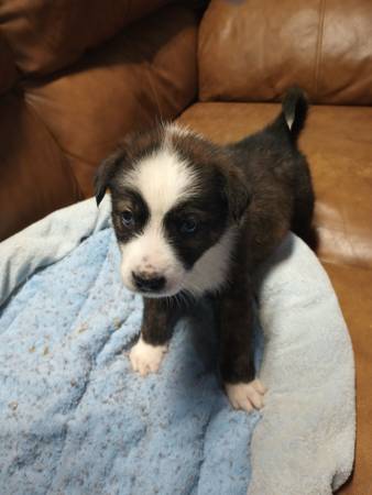 Brindle Puppy Bernie