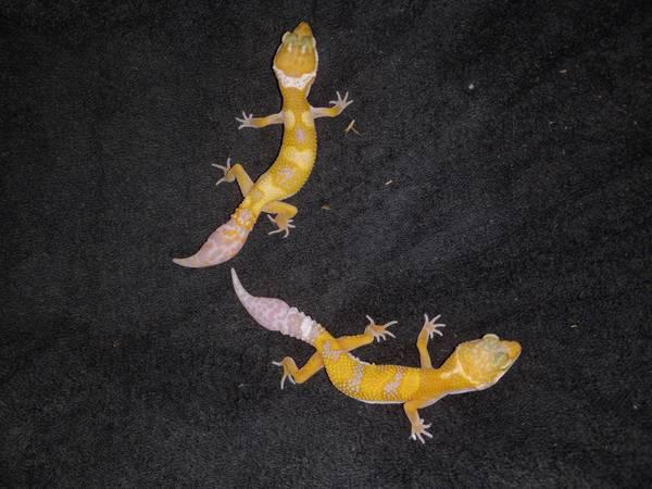 Juvenile Leopard Geckos