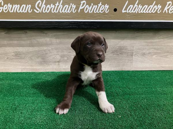 German Shorthaired Lab puppies