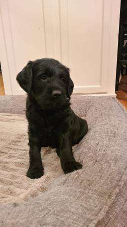 Labradoodle puppy