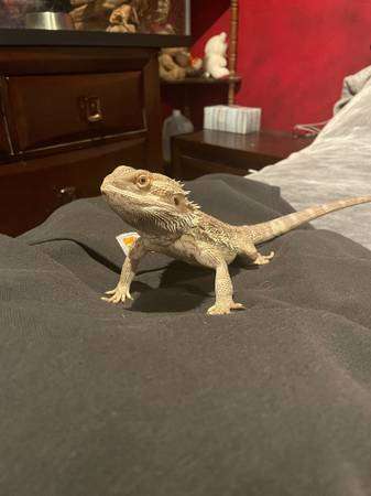 Bearded Dragon